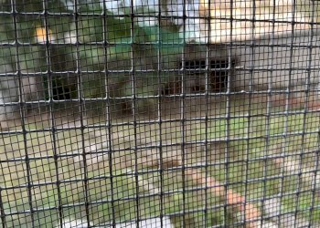 Locale Commerciale MATTEOTTI, Jesi - foto 4