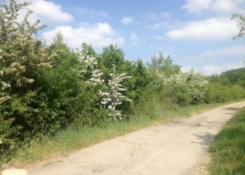 Terreno agricolo via di Casaglia, Bologna (zona Colli) - foto 7