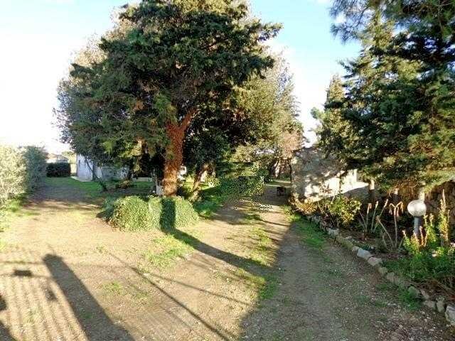 Azienda agricola Bibbona - foto 2