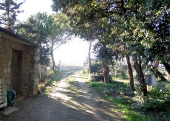 Azienda agricola Bibbona - foto 1