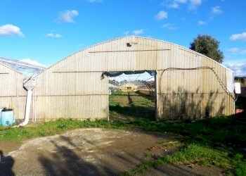 Azienda agricola Bibbona - foto 5