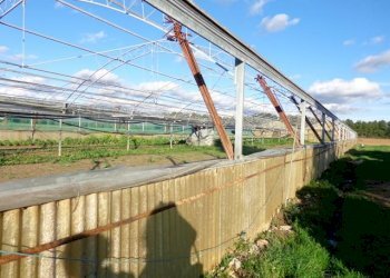 Azienda agricola Bibbona - foto 7