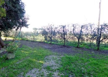 Azienda agricola Bibbona - foto 10