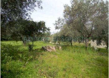 Terreno agricolo Morciano di Leuca - foto 2