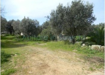 Terreno agricolo Morciano di Leuca - foto 3