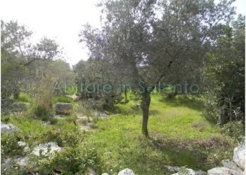 Terreno agricolo Morciano di Leuca - foto 6