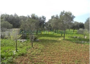 Terreno agricolo Morciano di Leuca - foto 7