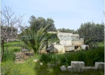 Terreno agricolo Morciano di Leuca - foto 9