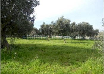 Terreno agricolo Morciano di Leuca - foto 10