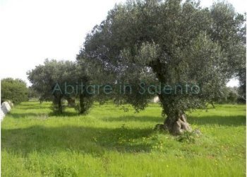 Terreno agricolo Morciano di Leuca - foto 11