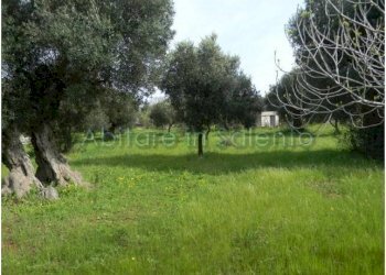 Terreno agricolo Morciano di Leuca - foto 12