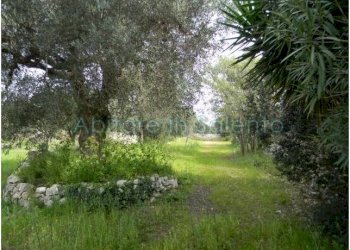 Terreno agricolo Morciano di Leuca - foto 13