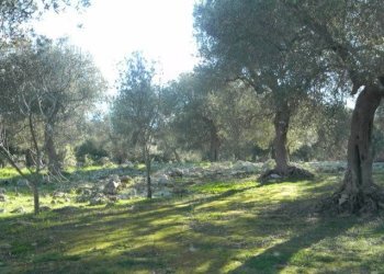 Agricultural land Località Macchia Fersini-Primitivo, Salve - photo 12