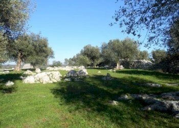 Agricultural land Località Macchia Fersini-Primitivo, Salve - photo 4