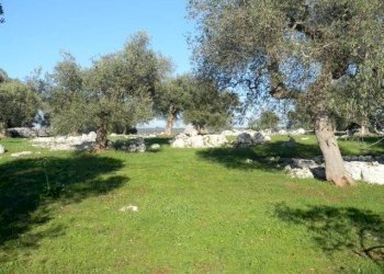 Agricultural land Località Macchia Fersini-Primitivo, Salve - photo 5