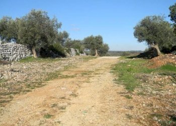 Agricultural land Località Macchia Fersini-Primitivo, Salve - photo 6