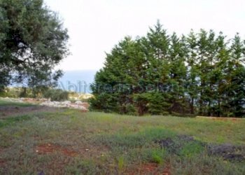 Terreno agricolo Gagliano del Capo - foto 6