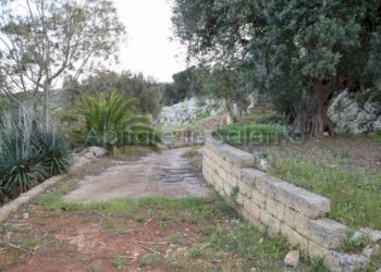 Terreno agricolo Gagliano del Capo - foto 12