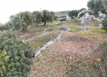 Terreno agricolo Gagliano del Capo - foto 14