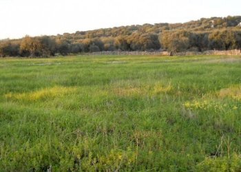 Casa indipendente Castrignano del Capo - foto 5