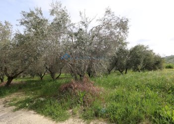 Single Family Villa C.da mattonelle, Controguerra - photo 20