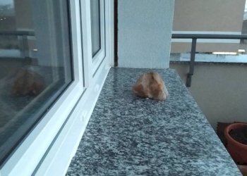 Dettagli esterno - Trilocale via Vernea, Nichelino - foto 2