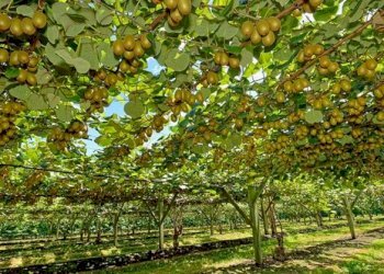 Terreno agricolo Lagnasco - foto 1