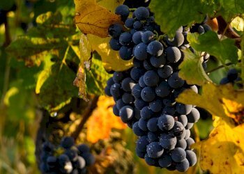 Agricultural land Serralunga d'Alba - photo 1