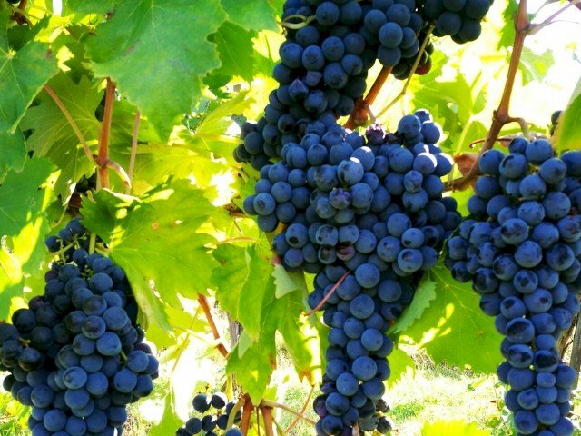 Agricultural land Dogliani - photo 1