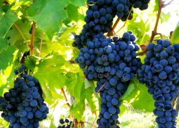 Agricultural land Dogliani - photo 1