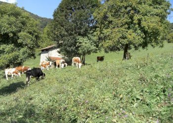 Rustico Gerosa Loc. Feniletti/Casello di Bura, Val Brembilla - foto 12