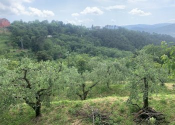 IMG-5959.jpg - Terreno agricolo Santo Stefano di Magra - foto 1