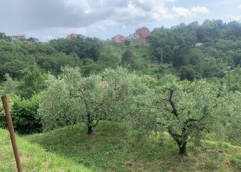 IMG-5960.jpg - Terreno agricolo Santo Stefano di Magra - foto 2