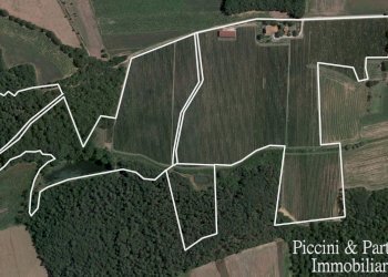 02.jpg - Azienda agricola Via Soccorso, Castiglione del Lago - foto 2
