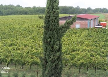 12.jpg - Azienda agricola Via Soccorso, Castiglione del Lago - foto 12