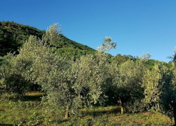 20210625_200032.jpg - Rustic Via di Matraia, Capannori - photo 25