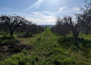 IMG_20210424_172925.jpg - Terreno agricolo Alviano - foto 1