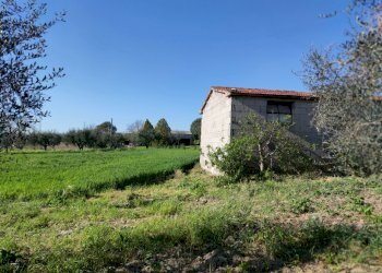 IMG_20210424_173101.jpg - Terreno agricolo Alviano - foto 2