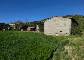 IMG_20210424_173146.jpg - Terreno agricolo Alviano - foto 3