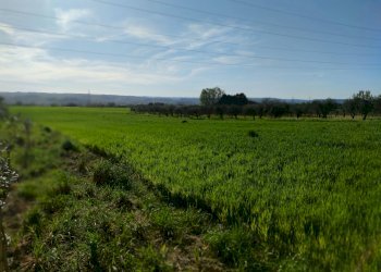 IMG_20210424_173128.jpg - Terreno agricolo Alviano - foto 6