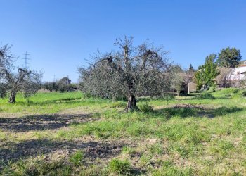 IMG_20210424_172956.jpg - Terreno agricolo Alviano - foto 7