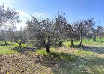 IMG_20210424_172950.jpg - Terreno agricolo Alviano - foto 8