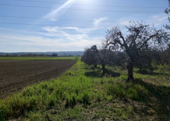 IMG_20210424_173020.jpg - Terreno agricolo Alviano - foto 9