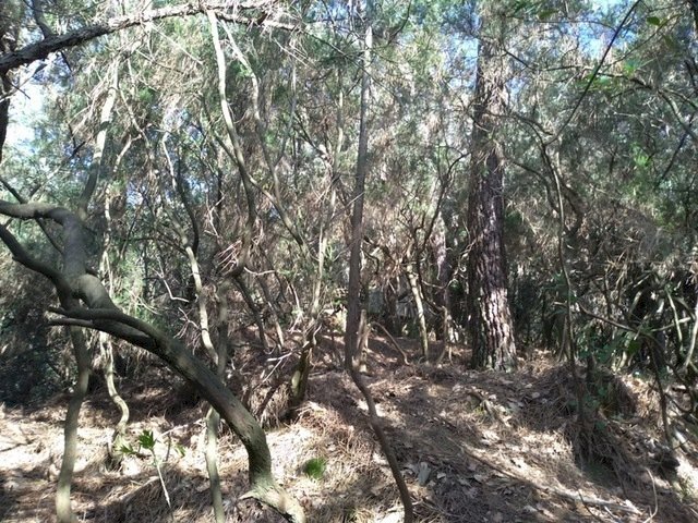 31b3dd58-a506-47ae-a392-9fe9a43cd41b.JPG - Rustic Massarosa - photo 3