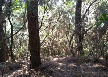 68ecfc52-58d2-4be7-9fa0-661090fa6e01.JPG - Rustico Massarosa - foto 4