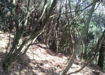 2673ee86-49ed-4bcf-8a90-0cad27ef4744.JPG - Rustico Massarosa - foto 8