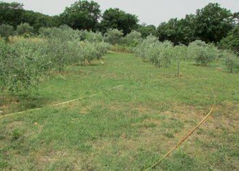 IMG_1723.JPG - Casa indipendente Todi - foto 11