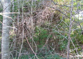 IMG_7332.JPG - Rustico Massa Martana - foto 2