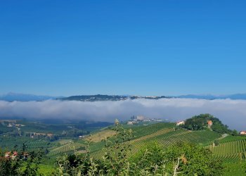 Azienda Alba - foto 1