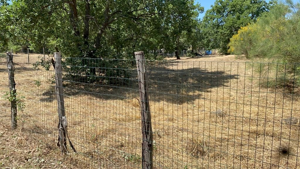 1e7f21b9-d336-4f2f-ba89-9d3b6ecce5a5.JPG - Agricultural land Via Tarderia 121, Pedara - photo 2